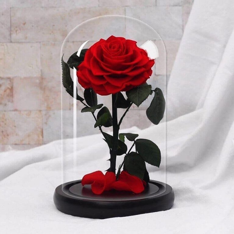 Rose eternelle en pot