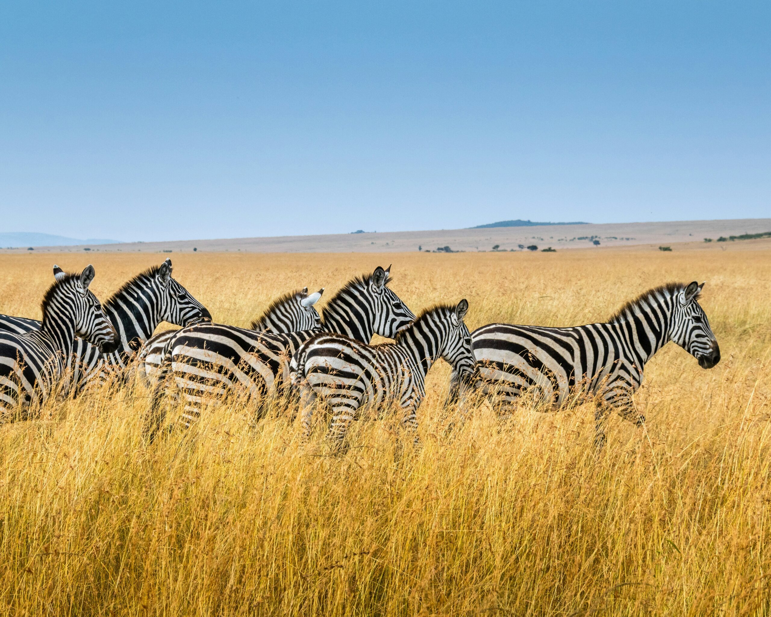 africa finance corporation - investissement responsable en infrastructure et développement durable en afrique