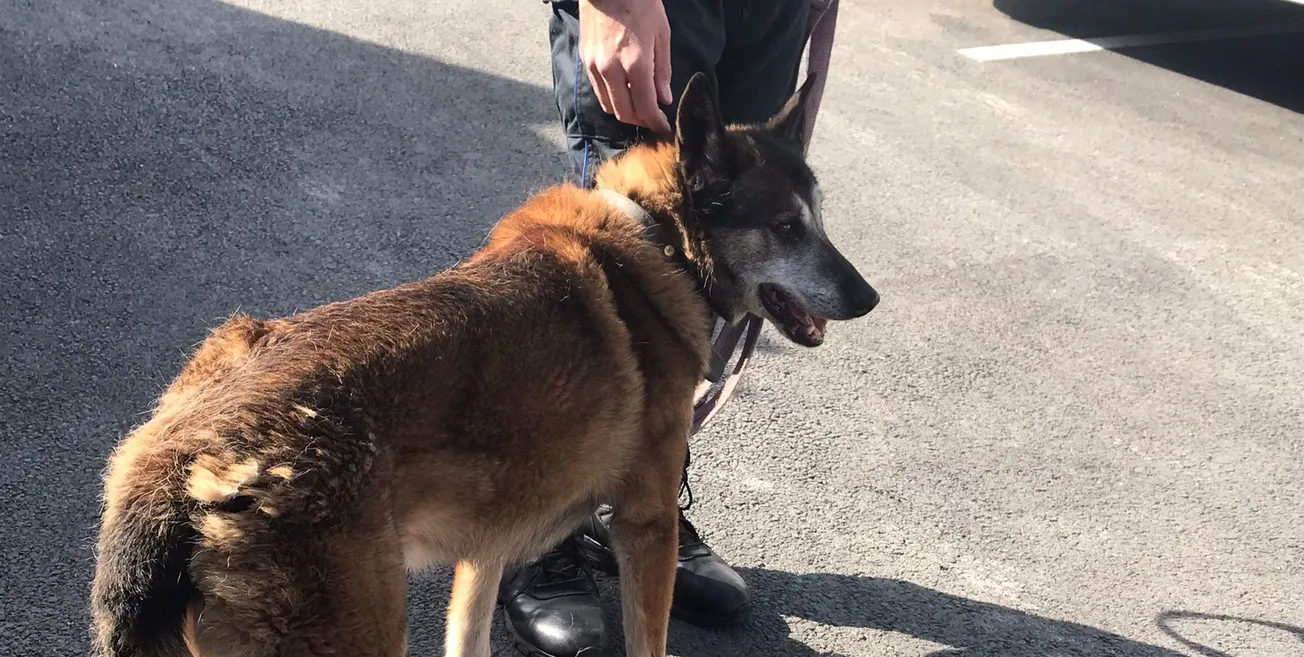 Agent de sécurité avec chien