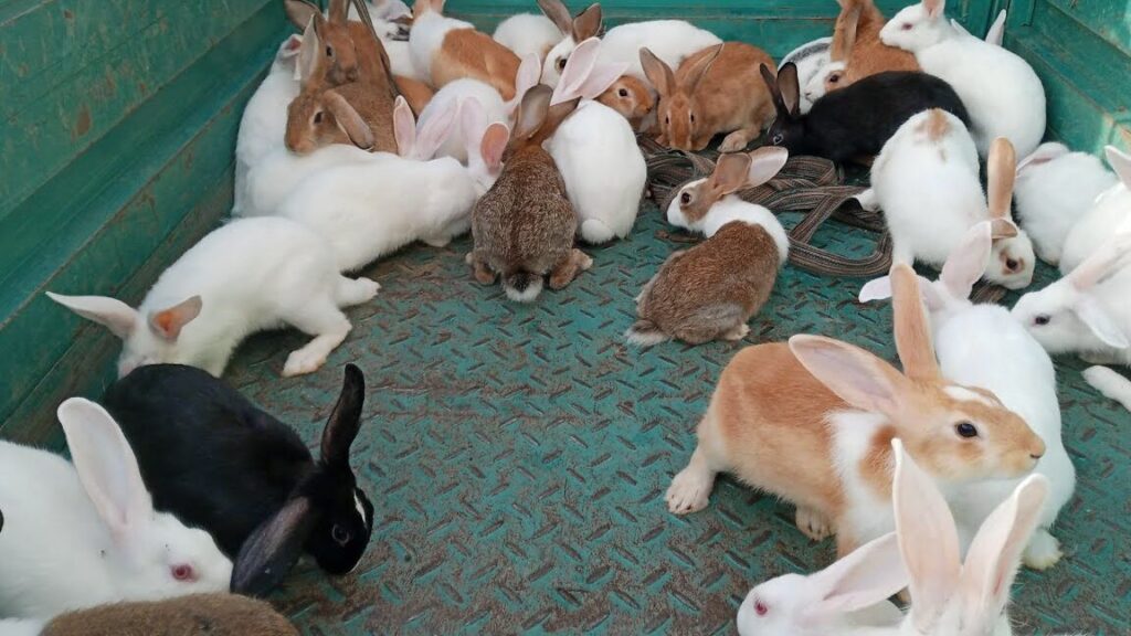 Augmenter votre Business avec l’Elevage des Lapins Nains: Un Guide Complet