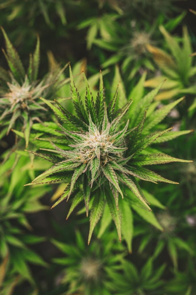 Qu&rsquo;est-ce que le cannabis light et en quoi est-il différent du cannabis traditionnel ?
