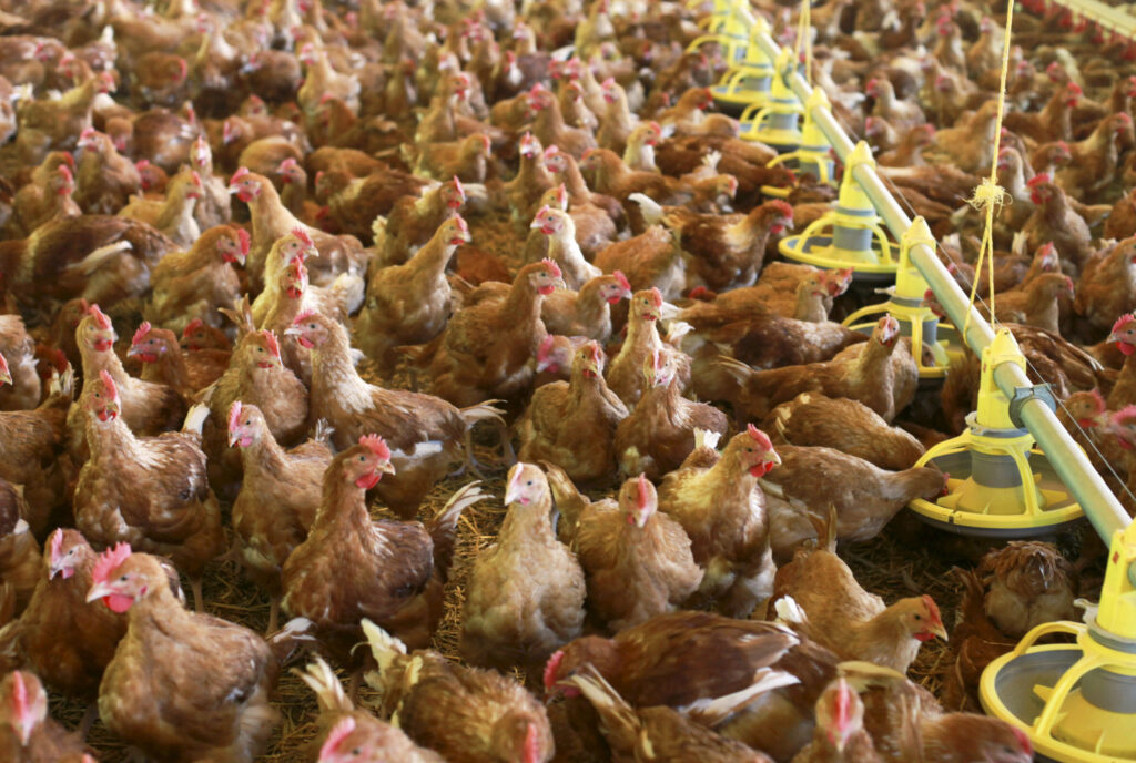 Cartels économiques : comment influencent-ils les marchés mondiaux ?