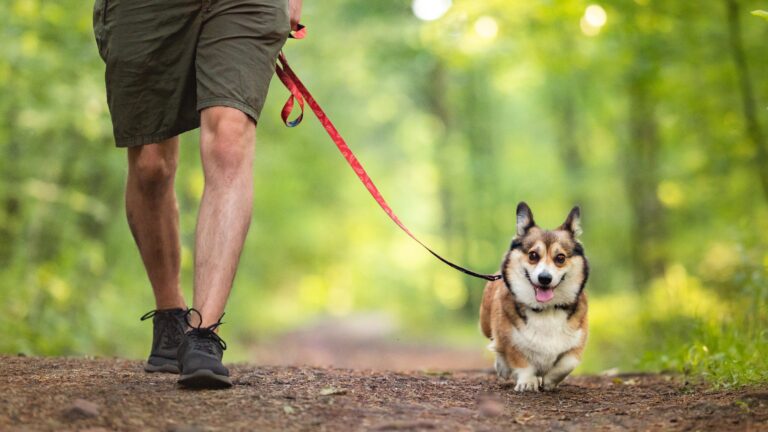 Un maître tenant son chien en laisse dans un espace public, illustrant l'application de la loi 83-629