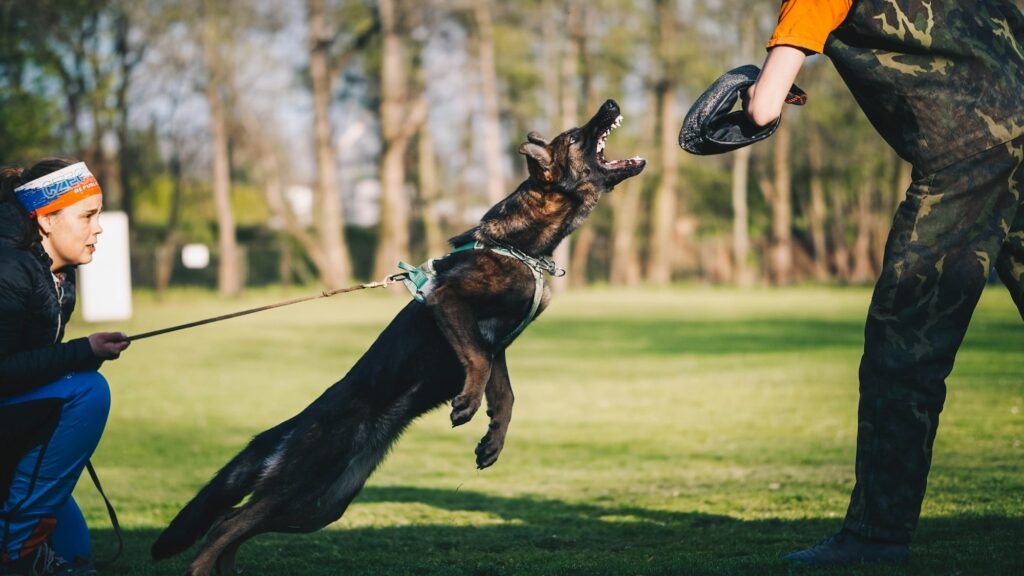 Chien tenu en laisse par son maître dans un espace public, illustrant l'obligation légale selon la loi 83-629
