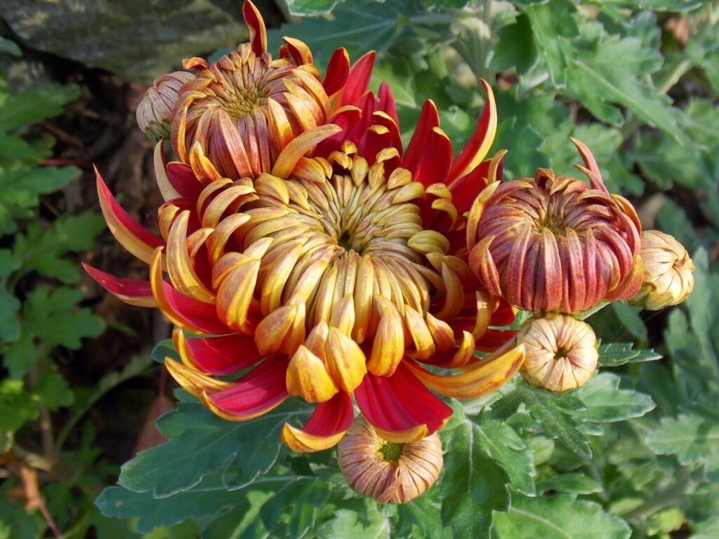 Chrysanthèmes et carnaval : comment les investissements dans les fleurs saisonnières peuvent booster l’économie locale ?