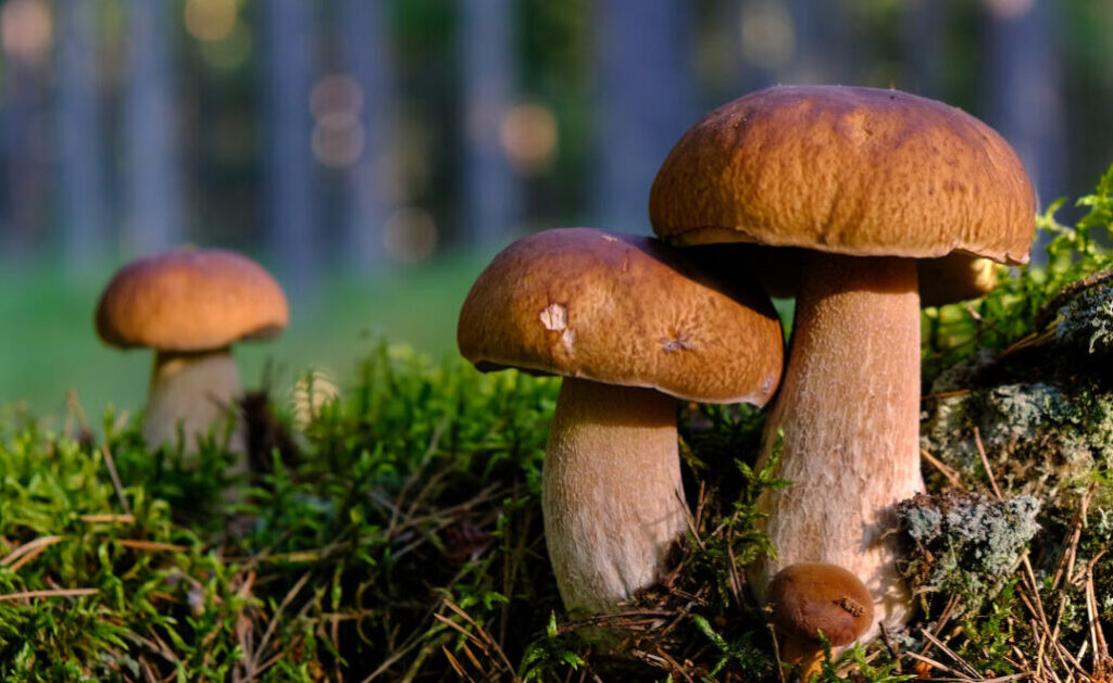 Comment distinguer les faux cèpes des vrais ?