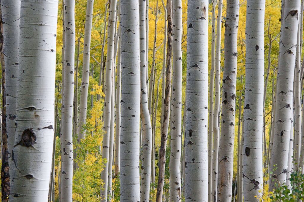 Comment identifier et soigner les maladies courantes du bouleau ?