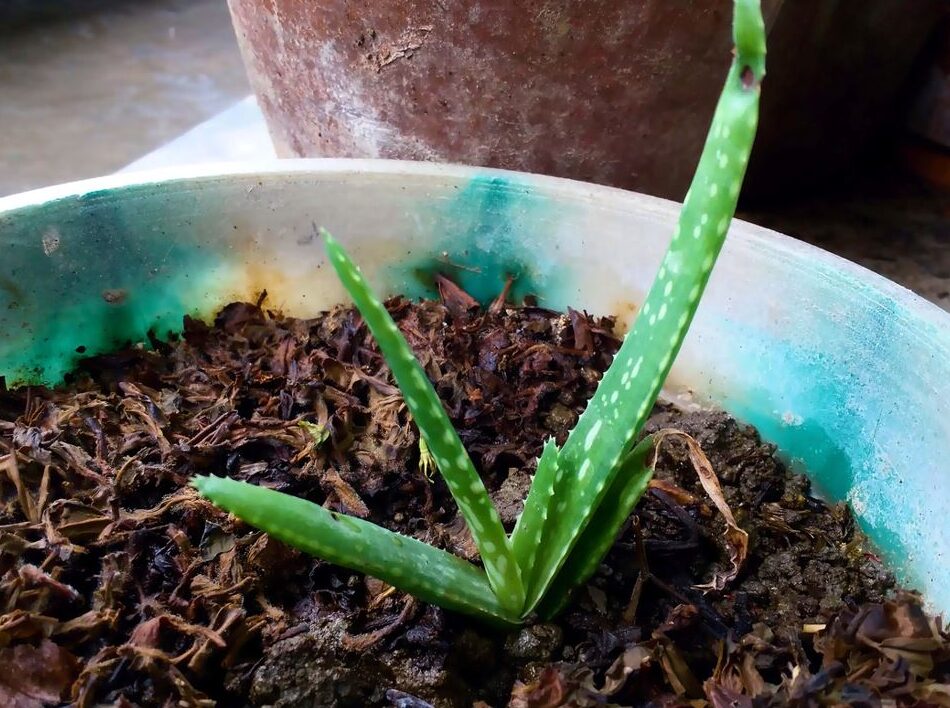 Comment réussir la bouture d’Aloe Vera étape par étape ?