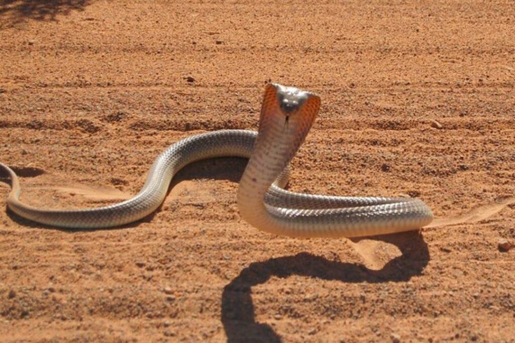 L&rsquo;effet cobra: comment les incitations économiques peuvent-elles tourner mal ?