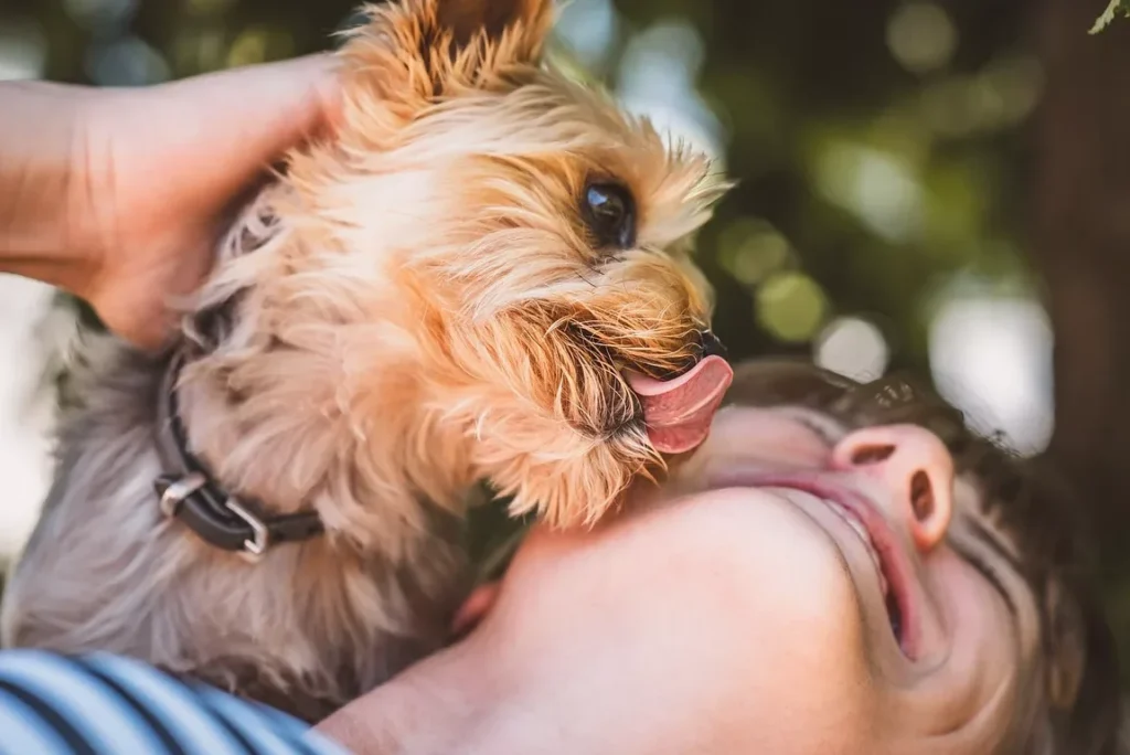 Pourquoi mon chien me lèche-t-il constamment ?