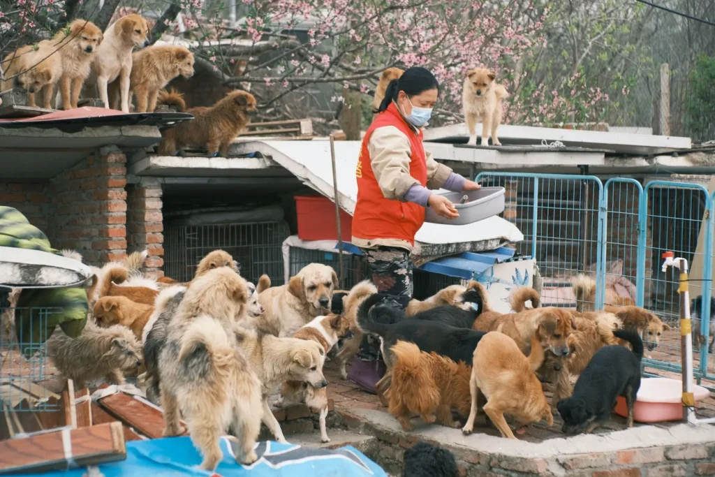 Quel budget pour ouvrir un refuge animalier ?