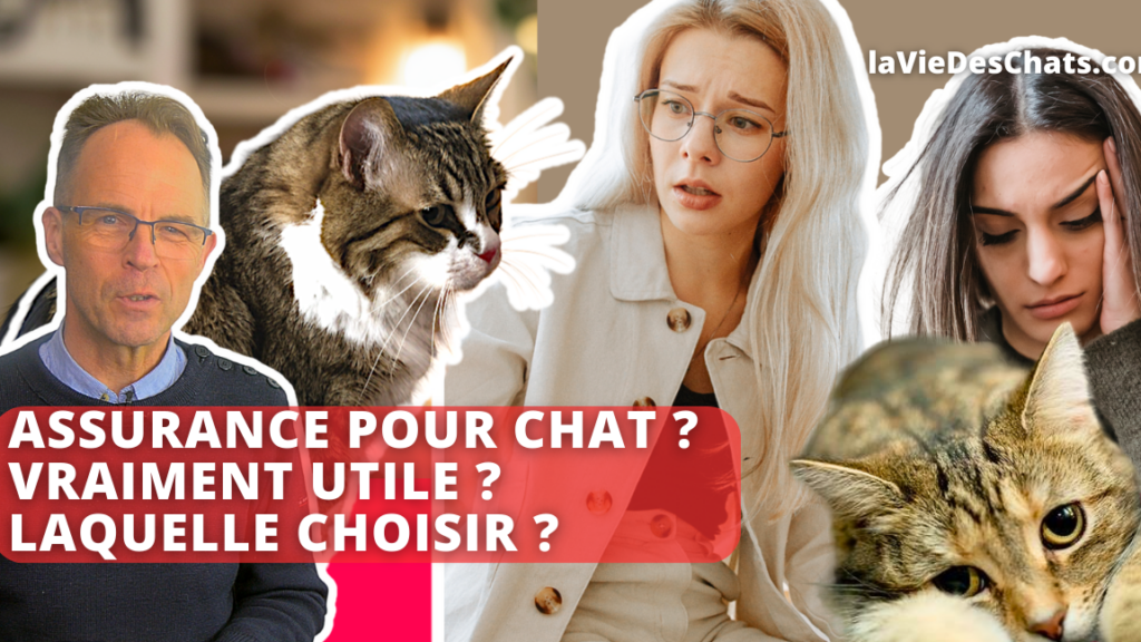 Quelle assurance prendre pour son chat ?