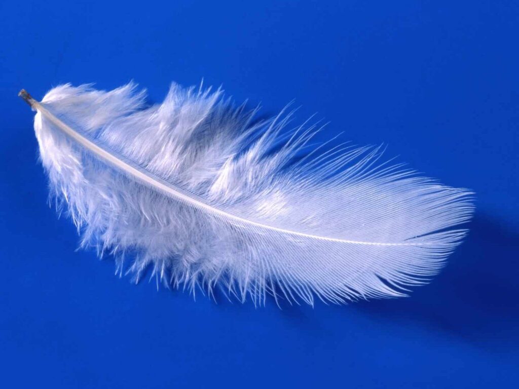 Quelle est la signification d’une plume blanche trouvée sur son chemin ?