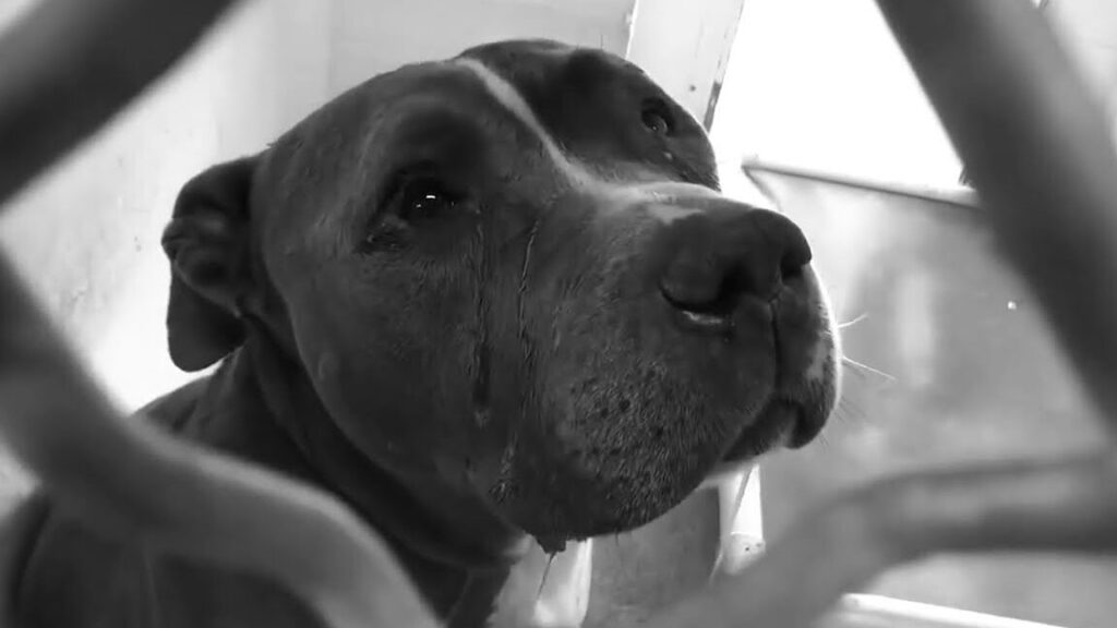 Staffie : Comment cet animal peut contribuer positivement à l’environnement de votre entreprise